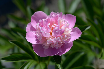 Fototapeta premium ソルベッド シャクヤク