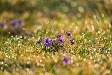 Morning sunshine bubble bokeh background. purple flowers in the meadow