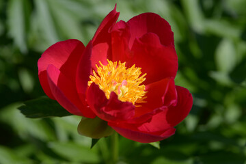 フレーム　シャクヤク