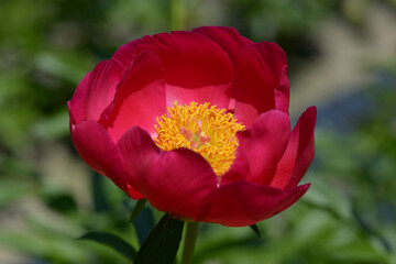 フレーム　シャクヤク