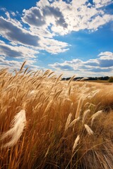 Scenic golden wheat field under cloudy sky