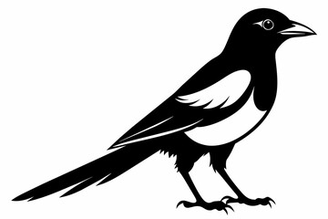 Magpie silhouette on white background, Vector illustration, icon, svg, characters, Holiday t shirt, Hand drawn trendy Vector illustration