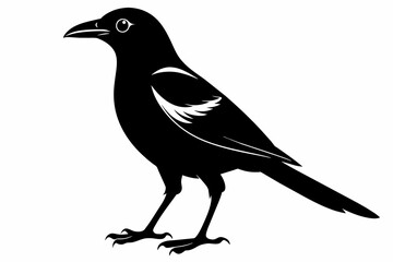 Magpie silhouette on white background, Vector illustration, icon, svg, characters, Holiday t shirt, Hand drawn trendy Vector illustration