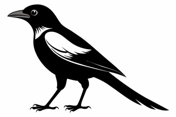 Magpie silhouette on white background, Vector illustration, icon, svg, characters, Holiday t shirt, Hand drawn trendy Vector illustration