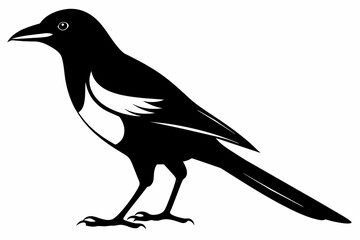 Magpie silhouette on white background, Vector illustration, icon, svg, characters, Holiday t shirt, Hand drawn trendy Vector illustration