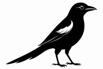 Fototapeta premium Magpie silhouette on white background, Vector illustration, icon, svg, characters, Holiday t shirt, Hand drawn trendy Vector illustration