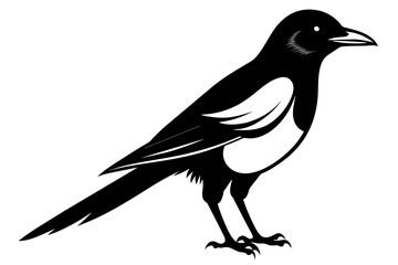 Magpie silhouette on white background, Vector illustration, icon, svg, characters, Holiday t shirt, Hand drawn trendy Vector illustration