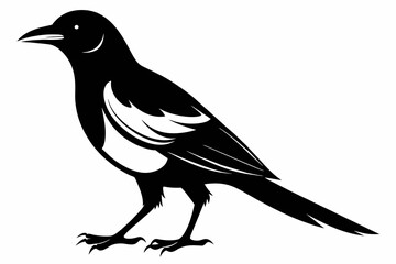 Magpie silhouette on white background, Vector illustration, icon, svg, characters, Holiday t shirt, Hand drawn trendy Vector illustration