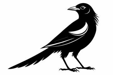 Magpie silhouette on white background, Vector illustration, icon, svg, characters, Holiday t shirt, Hand drawn trendy Vector illustration