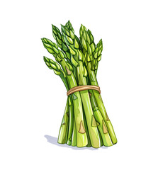 asparagus watercolor digital painting good quality