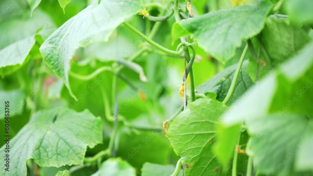 Poster cucumber in field