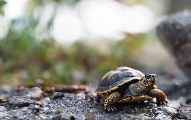 Fototapeta premium turtle and a knack for finding hidden treasures