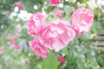 神戸岡本のバラ園のピンクの薔薇の花。背景をぼかしてふんわりと