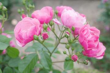 神戸岡本のバラ園のピンクの薔薇の花。背景をぼかしてふんわりと