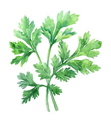 parsley leaf watercolor digital painting good quality