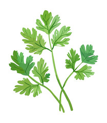 parsley leaf watercolor digital painting good quality
