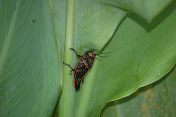 Lubber grasshopper, black and red, on an iris leaf