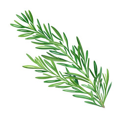 Obraz premium rosemary watercolor digital painting good quality