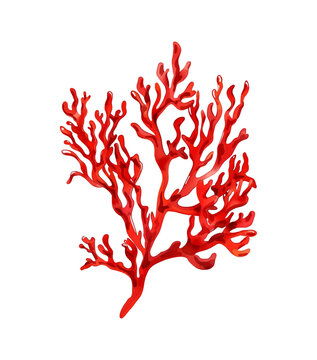 recommend clip art: seaweed red watercolor digital painting good quality