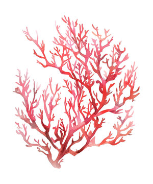 recommend clip art: seaweed red watercolor digital painting good quality