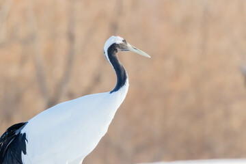 タンチョウのアップ
