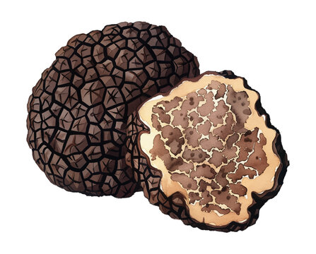 truffle watercolor digital painting good quality