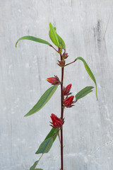 Rosella flowers are used as a tea ingredient and traditional herbal medicine