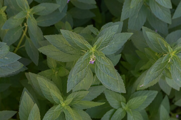 Mentha Canadensis wild mint plant as an alternative ingredient for traditional herbal medicine © Semoga