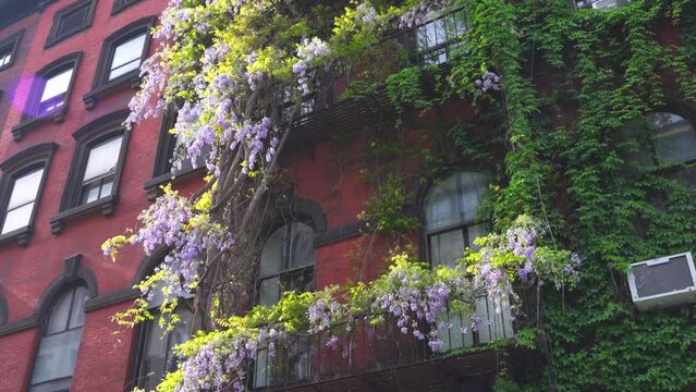 NEW YORK, NEW YORK - USA MAY 3 2024: Wisteria Vines blooms on walls of the Apartment buildings among growing fresh green trees around the Abe Lebewohl Triangle in East Village in New York City.

