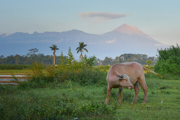 Male buffalo in the pasture, Buffalo eating grass, Buffalo farmer