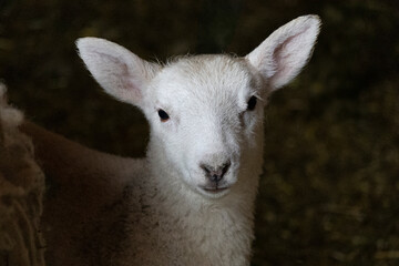 A white baby lamb staring at the camera.