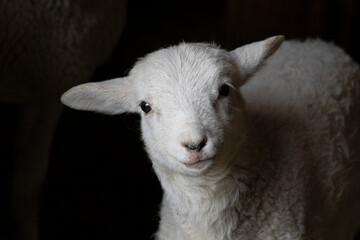 Springtime rural scene on a sheep farm in the countryside of one white baby lamb staring at the...