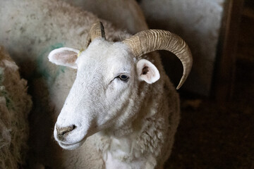 Side profile view of a white Wiltshire Sheep ewe with curved horns staring at something off camera.