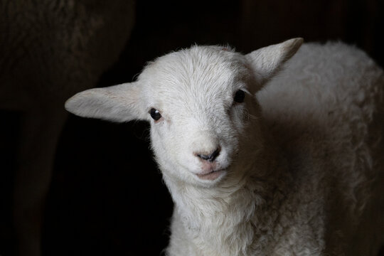 Springtime rural scene on a sheep farm in the countryside of one white baby lamb staring at the camera on a plain black background with copy space and no people.