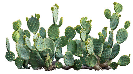 group of green opuntia cactus tree, isolated on white background, PNG, cutout, or clipping path. interior or garden design elements