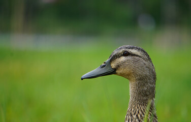 Close up of a mallard duck