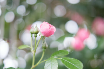 神戸岡本のバラ園のピンクの薔薇の花。背景をぼかしてふんわりと