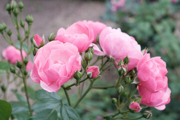神戸岡本のバラ園のピンクの薔薇の花。背景をぼかしてふんわりと