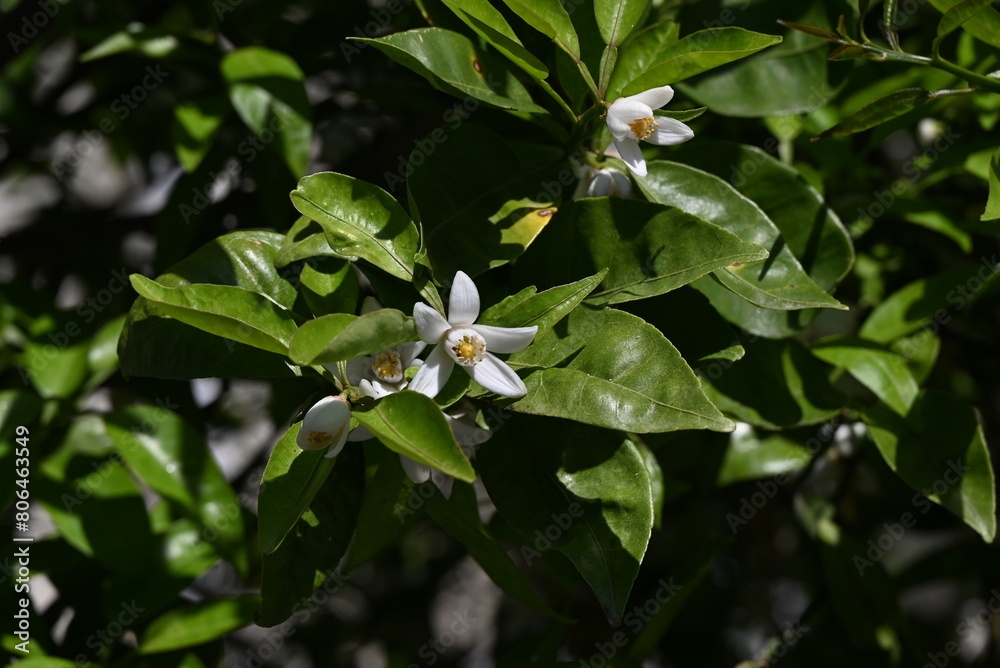 Sticker yuzu (citrus junos) blossoms.five-petaled fragrant white flowers bloom in early summer. the peel is 