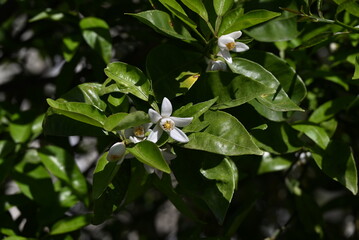 Yuzu (Citrus junos) blossoms.Five-petaled fragrant white flowers bloom in early summer. The peel is...