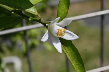 Yuzu (Citrus junos) blossoms.Five-petaled fragrant white flowers bloom in early summer. The peel is...