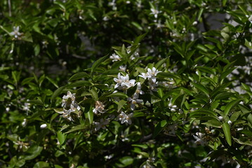 Yuzu (Citrus junos) blossoms.Five-petaled fragrant white flowers bloom in early summer. The peel is used to flavor Japanese dishes.