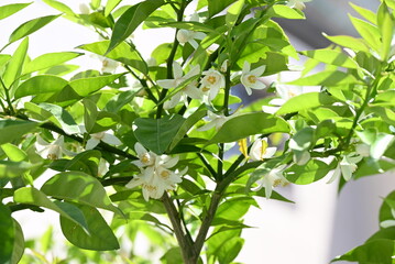 Yuzu (Citrus junos) blossoms.Five-petaled fragrant white flowers bloom in early summer. The peel is used to flavor Japanese dishes.