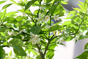 Yuzu (Citrus junos) blossoms.Five-petaled fragrant white flowers bloom in early summer. The peel is...
