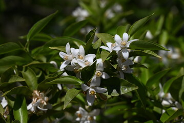 Yuzu (Citrus junos) blossoms.Five-petaled fragrant white flowers bloom in early summer. The peel is...