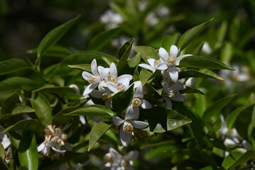 Yuzu (Citrus junos) blossoms.Five-petaled fragrant white flowers bloom in early summer. The peel is used to flavor Japanese dishes.