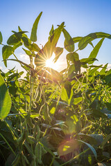 Soybean field in a sunny day. Agricultural scene.