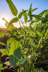 Soybean field in a sunny day. Agricultural scene.