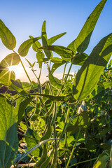 Obraz premium Soybean field in a sunny day. Agricultural scene.