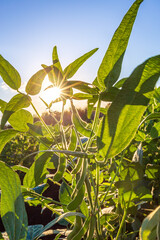 Soybean field in a sunny day. Agricultural scene.